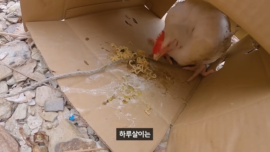 약혐) 무인도에 살아있는 닭 가져가기_18.png