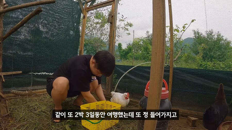 약혐) 무인도에 살아있는 닭 가져가기_24.png