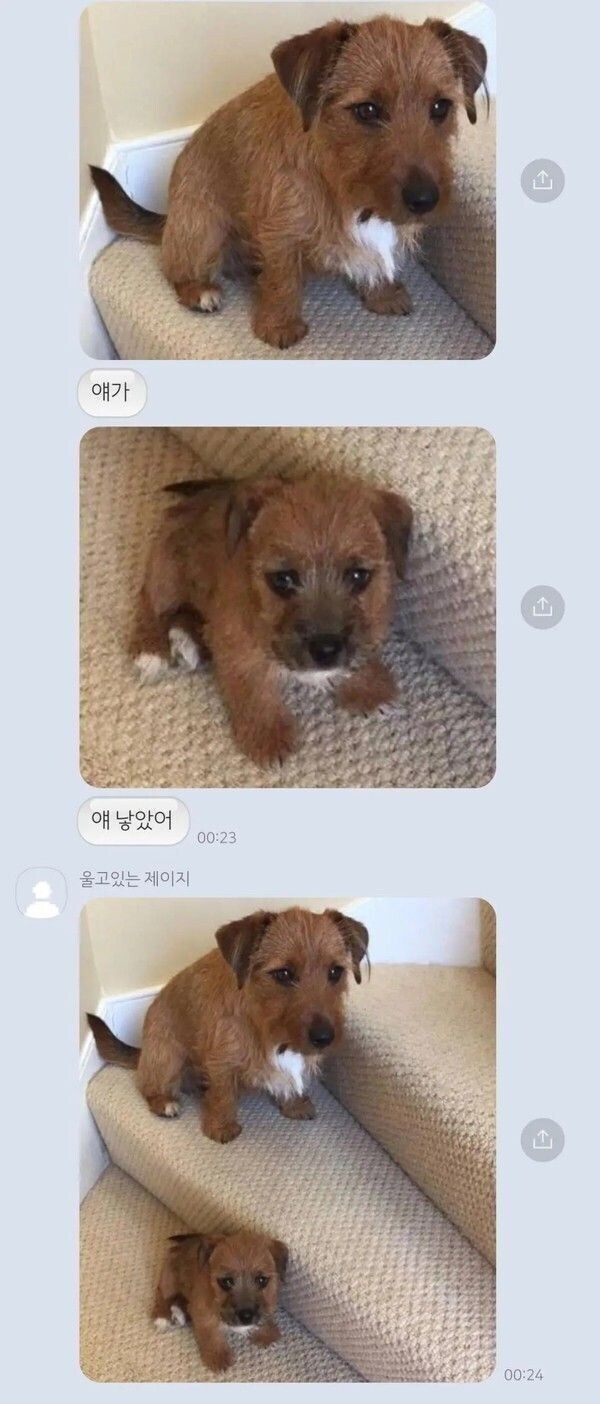 엄마 강아지를 쏙 빼닮은 애기 강아지_1.jpg