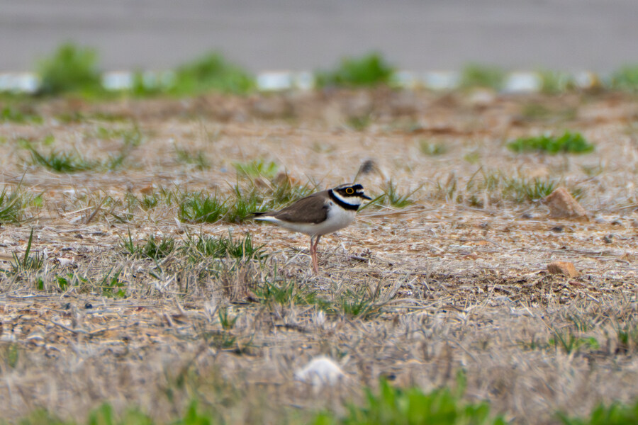 4월, 두번째 영종도 탐조_3.jpg