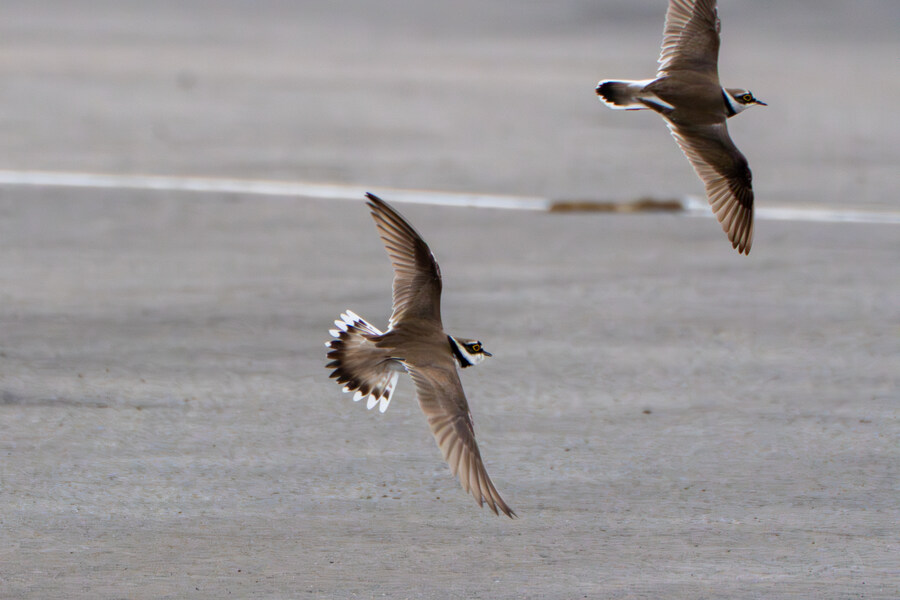 4월, 두번째 영종도 탐조_7.jpg