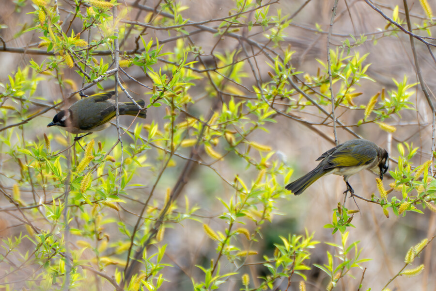4월, 두번째 영종도 탐조_13.jpg