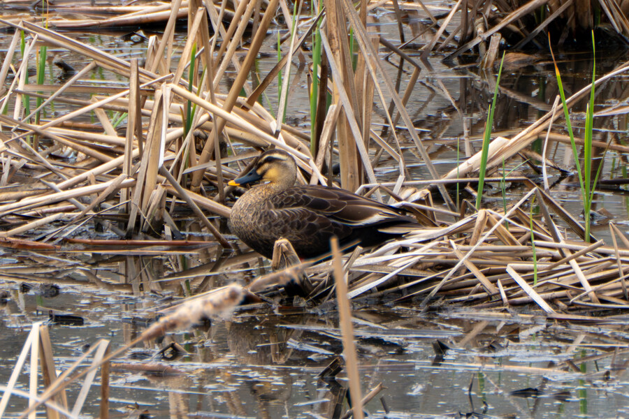 4월, 두번째 영종도 탐조_19.jpg