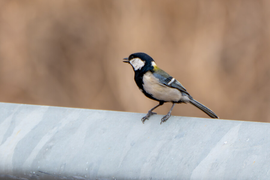 4월, 두번째 영종도 탐조_24.jpg