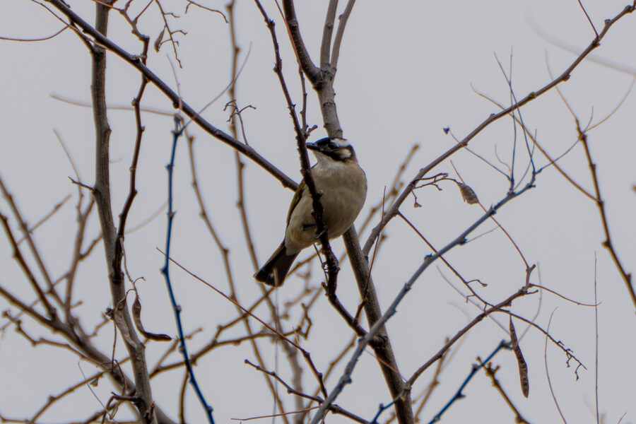 4월, 두번째 영종도 탐조_31.jpg