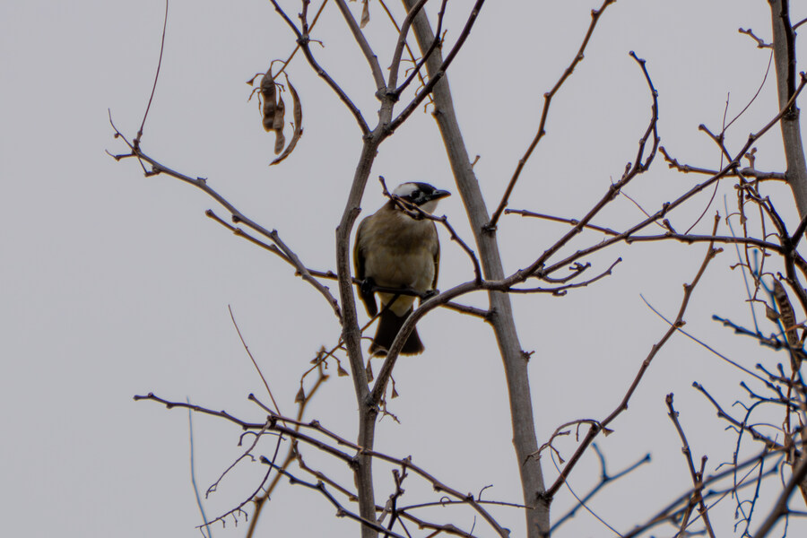 4월, 두번째 영종도 탐조_32.jpg