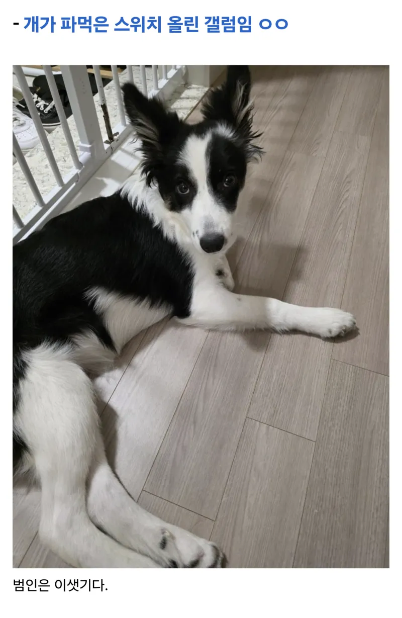 개가 스위치 갉아먹은 디시인.jpg_2.webp