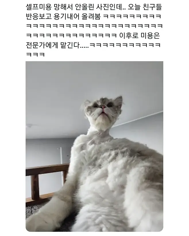 동물 미용은 전문가에게 맡기세요_2.webp