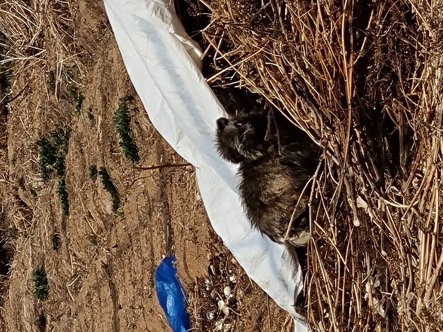 혐) 그리고 보면 죽여주는게 차라리 나은애._1.jpg