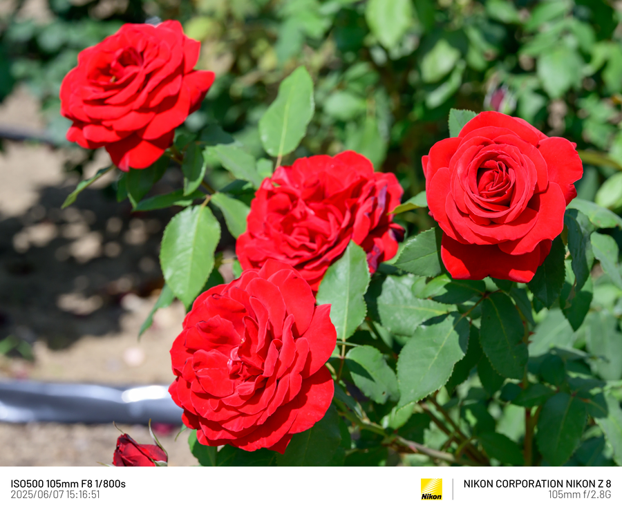 [사진] 남성 갱년기 픽_5.webp