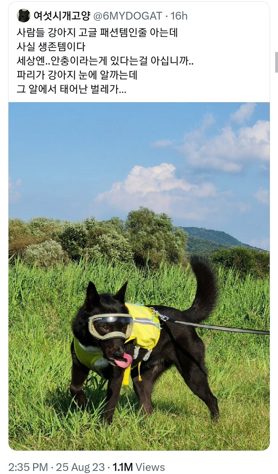 강아지 고글이 패션이 아닌 필수템인 이유_1.png