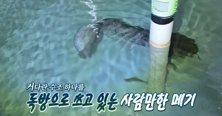 우리나라 메기 실제 크기.jpg_2.png
