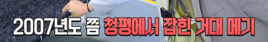 우리나라 메기 실제 크기.jpg_4.png