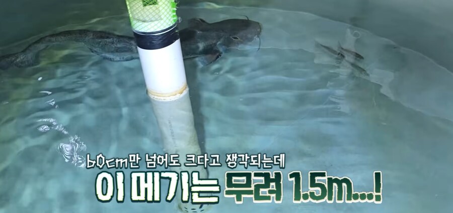 우리나라 메기 실제 크기.jpg_6.png