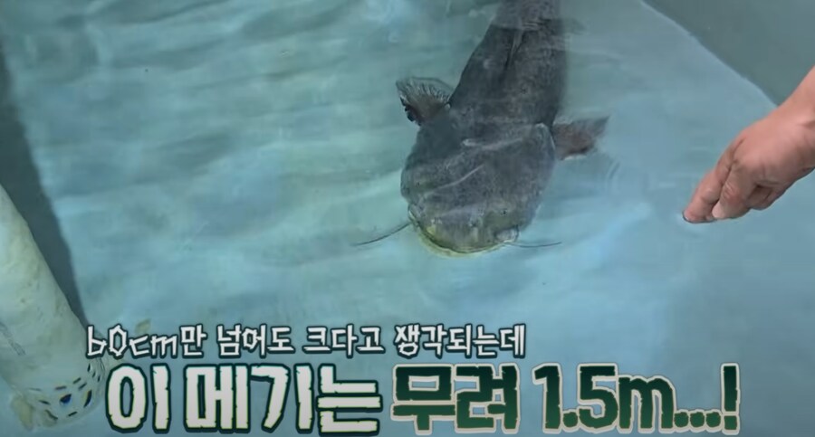 우리나라 메기 실제 크기.jpg_7.png