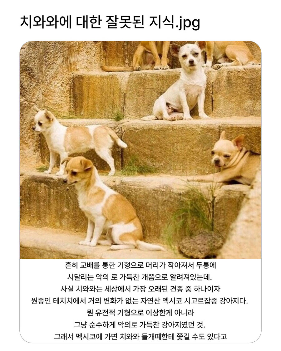 치와와에 대한 잘못된 지식_1.jpg