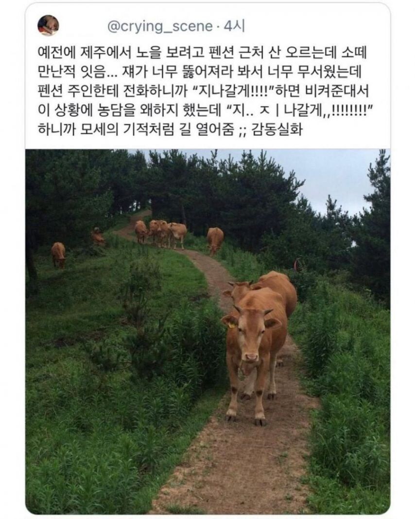 제주도에서 소떼를 만났을때 대처방법_1.jpg