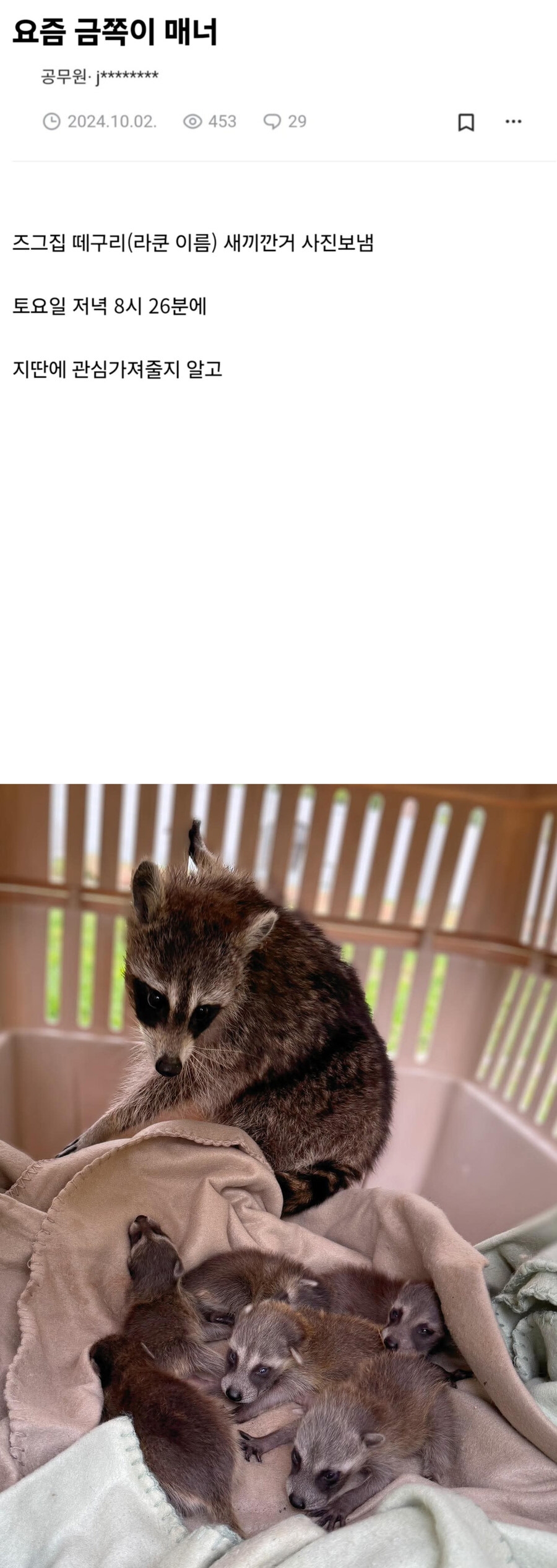 담임 교사에게 라쿤 사진 보낸 초등학생.jpg_2.jpg