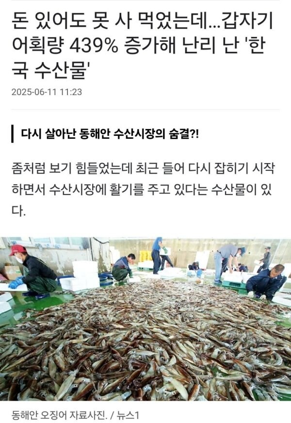 어획량 439% 증가한 오징어_1.jpg