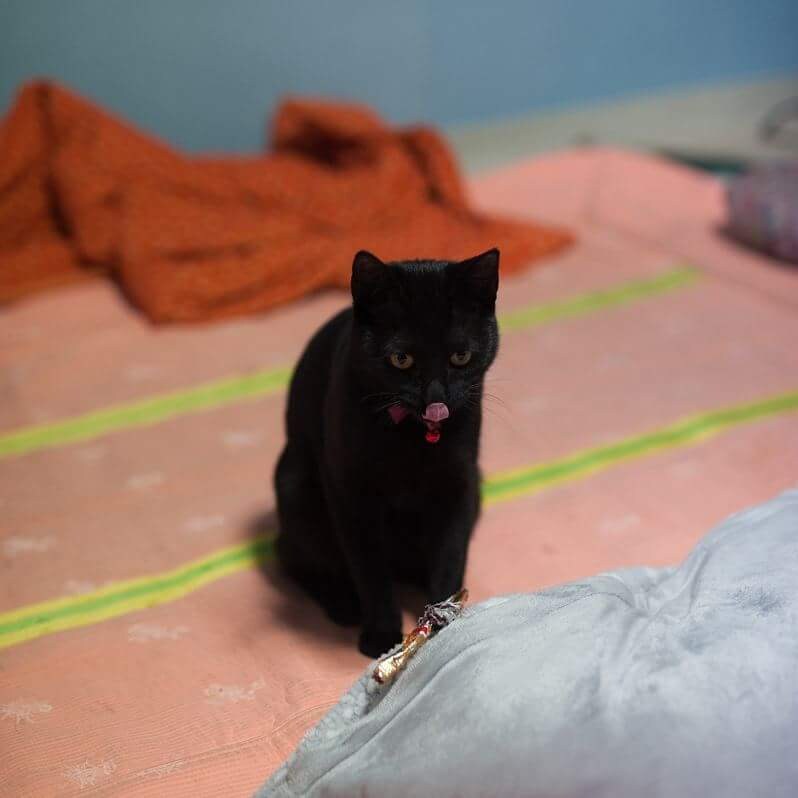 고양이 키우면서 사진을 찍어보면 알수있는것_16.jpg