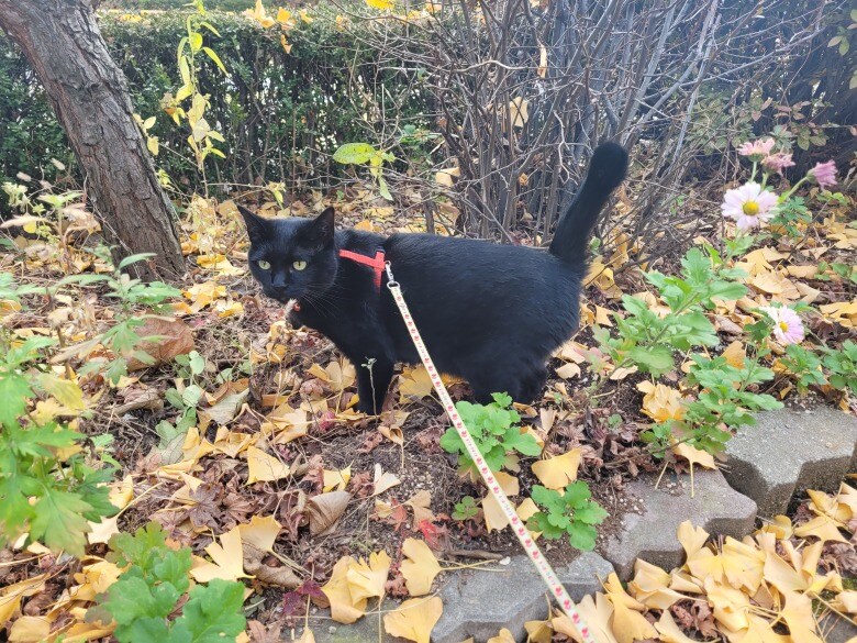 고양이 키우면서 사진을 찍어보면 알수있는것_18.jpg