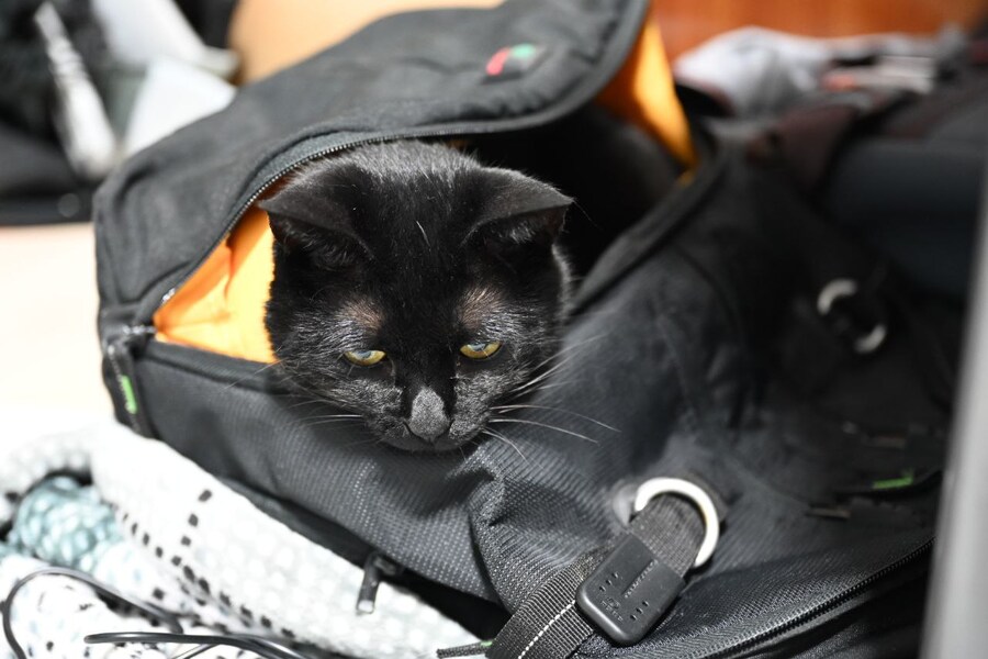 고양이 키우면서 사진을 찍어보면 알수있는것_26.jpg