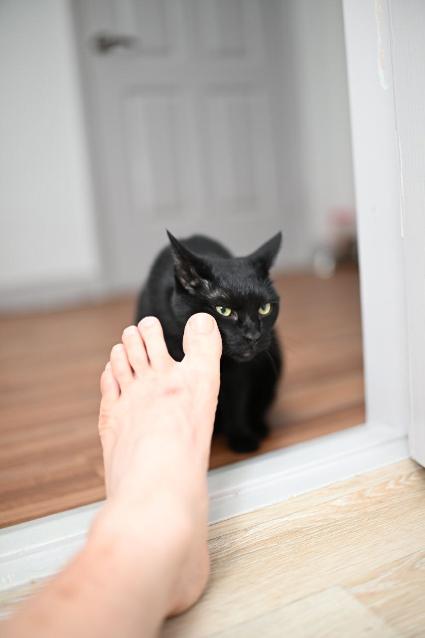 고양이 키우면서 사진을 찍어보면 알수있는것_28.jpg