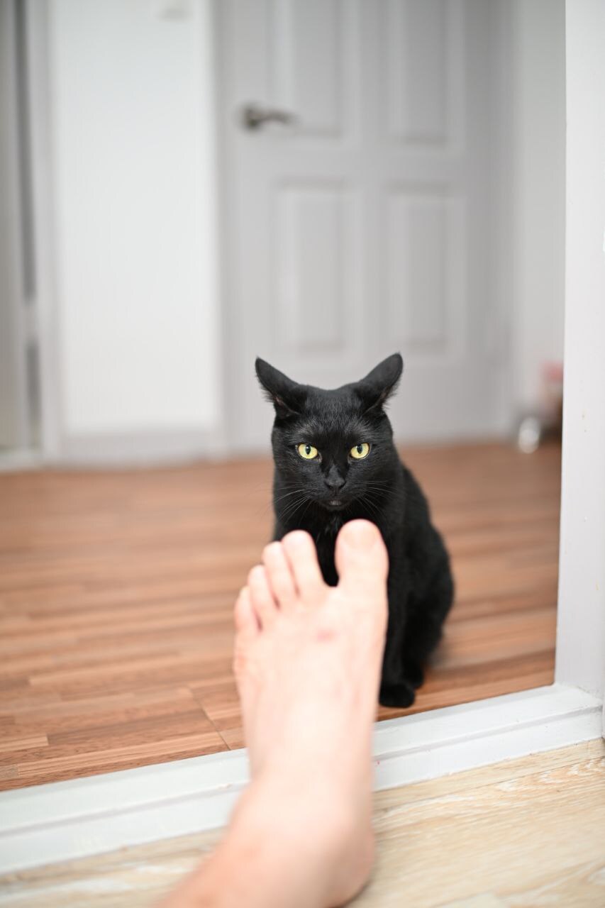 고양이 키우면서 사진을 찍어보면 알수있는것_29.jpg