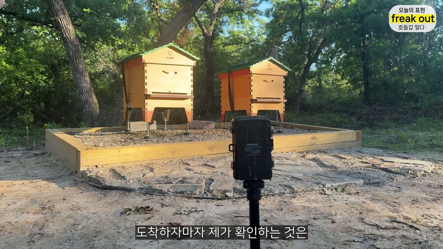 양봉 시작한 올리버쌤... 벌통 놔두고 하루 여행 다녀온 결과_13.jpg