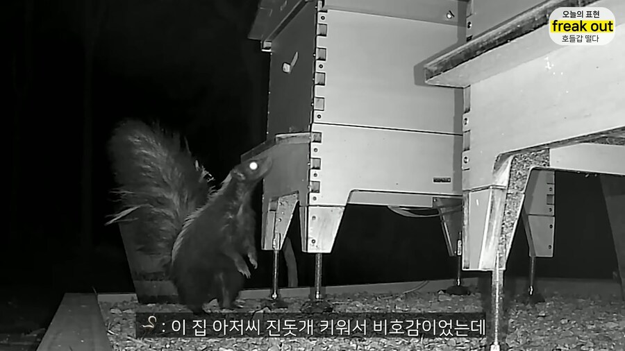 양봉 시작한 올리버쌤... 벌통 놔두고 하루 여행 다녀온 결과_23.jpg