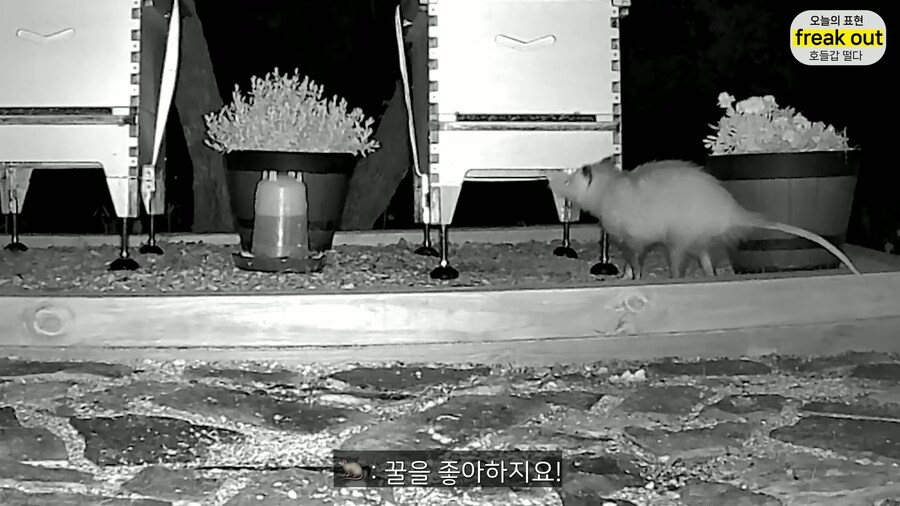 양봉 시작한 올리버쌤... 벌통 놔두고 하루 여행 다녀온 결과_28.jpg