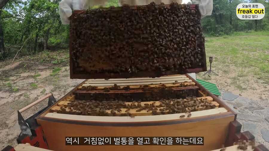 양봉 시작한 올리버쌤... 벌통 놔두고 하루 여행 다녀온 결과_38.jpg