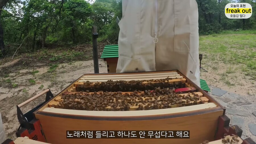양봉 시작한 올리버쌤... 벌통 놔두고 하루 여행 다녀온 결과_39.jpg