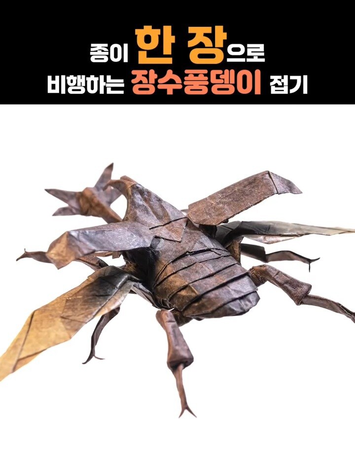 종이접기로 만든 장수풍뎅이.GIF_1.jpg