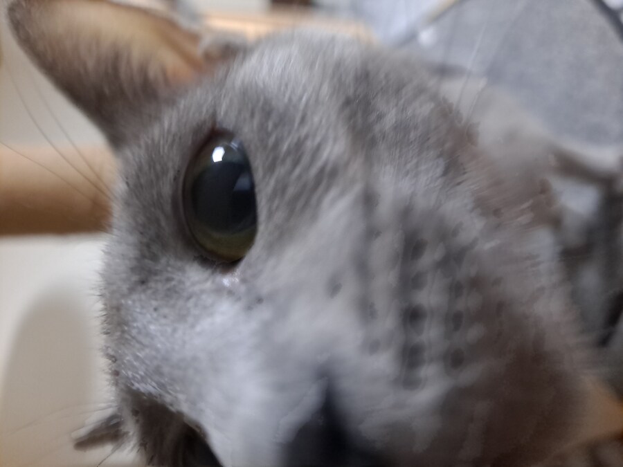 고양이 사진 찍기 쉽지 않음_1.jpg