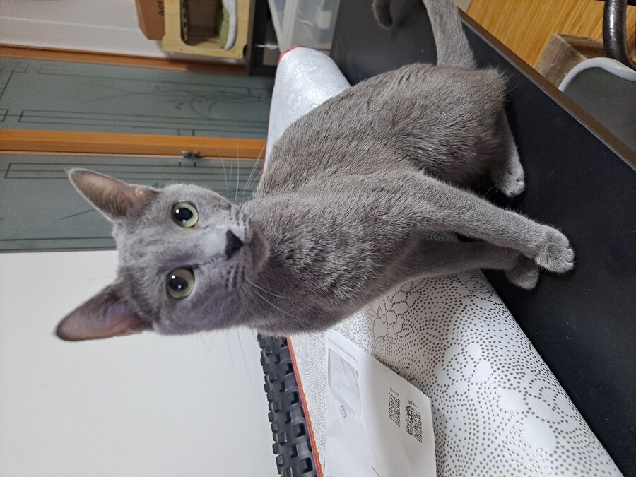 고양이 사진 찍기 쉽지 않음_3.jpg