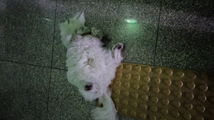 고양이 사진 찍기 쉽지 않음_4.jpg