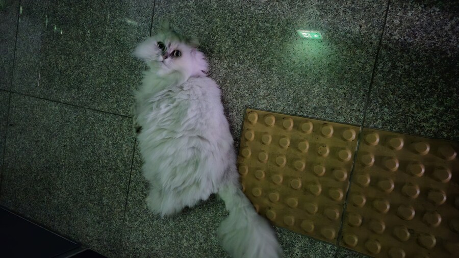 고양이 사진 찍기 쉽지 않음_6.jpg