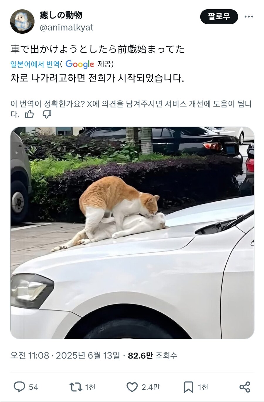 이 ㅅㅂ, 여기가 동물의 왕국이야?_1.jpg