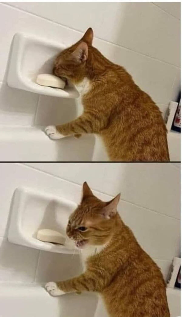 어리석은 고양이_1.jpg