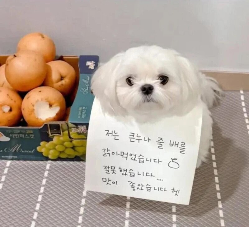저는 큰 누나의 배를 갉아먹었습니다..._1.jpg