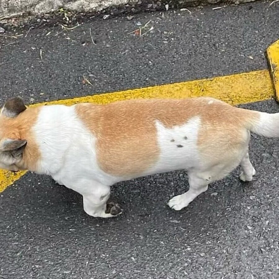 "쭈인님... 절 알아봐주세요..."_1.png