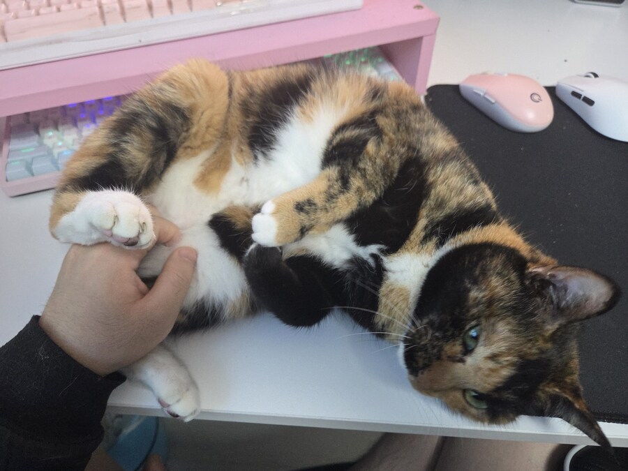 고양이가 애교를 너무 많이 부려요_1.jpg
