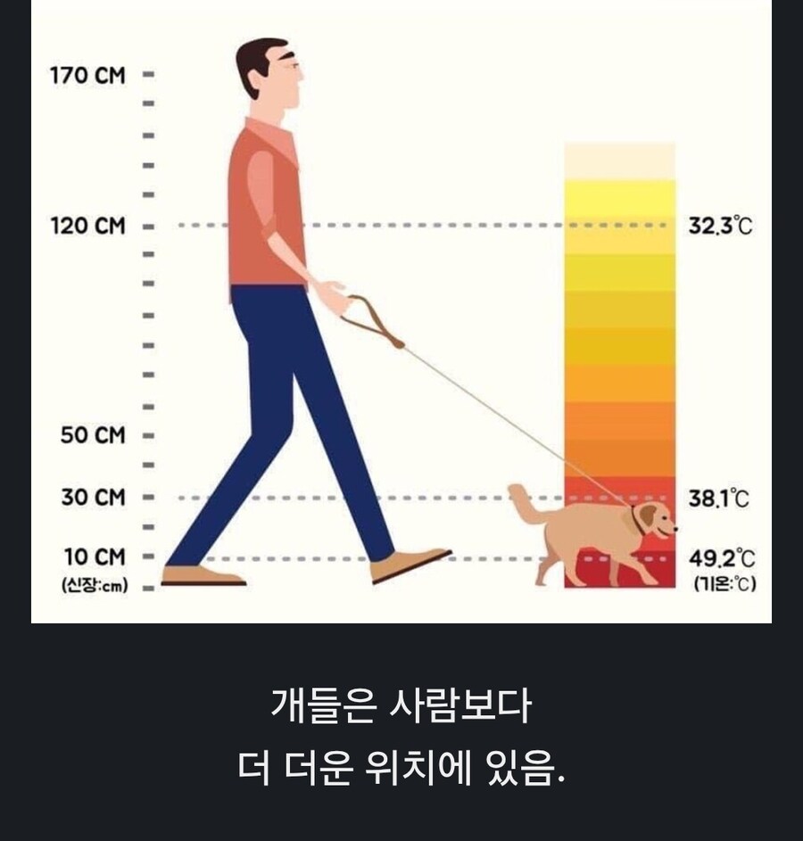 여름 댕댕이 산책의 주의점.jpg
