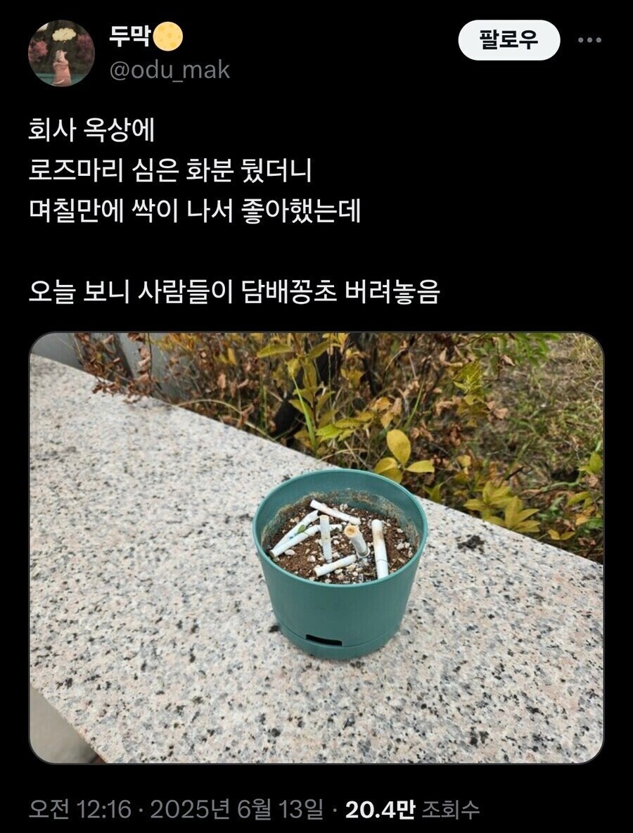회사 옥상에 로즈마리 심은 화분 놔뒀더니_1.jpg