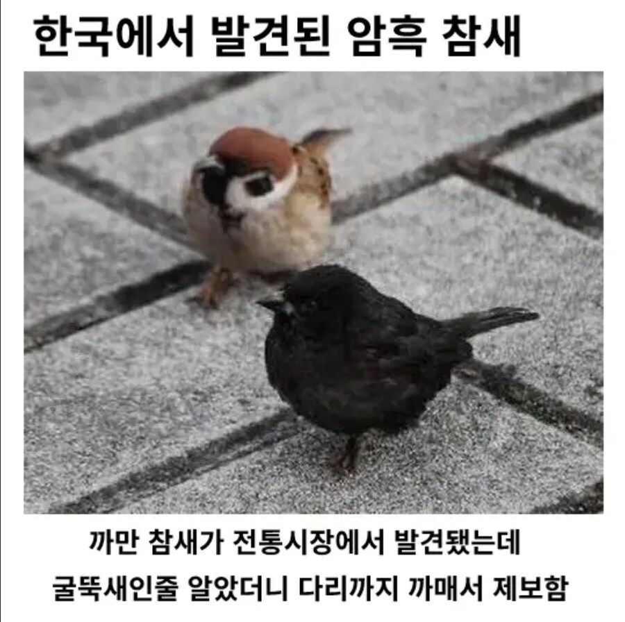 한국에서 발견된 암흑 참새_1.jpg