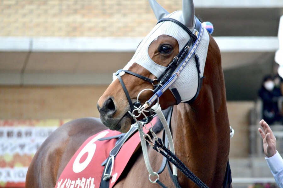 말딸,경마) 아버지 아들 타카라즈카 제패로 우마뾰이 할 생각에 신이난 골드쉽_2.jpg