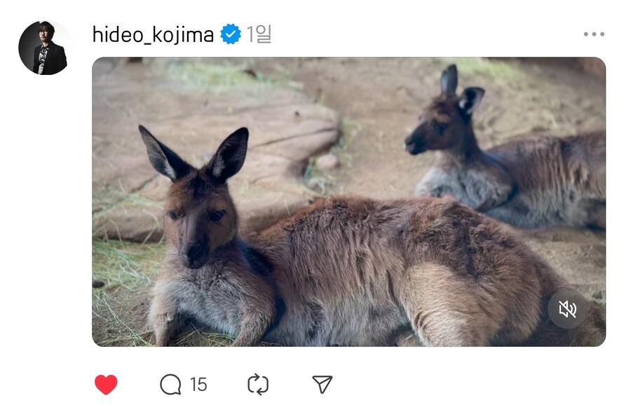 히데오 코지마 와 캥거루_1.jpg