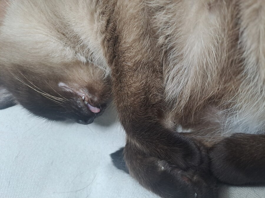 혀 내밀고 자는 고양이_1.jpg