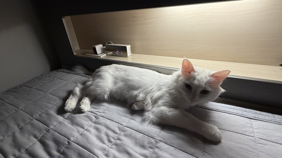 고양이 왜 키우는지 도저히 모르겠음_2.jpg